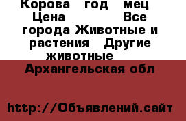 Корова 1 год 4 мец › Цена ­ 27 000 - Все города Животные и растения » Другие животные   . Архангельская обл.